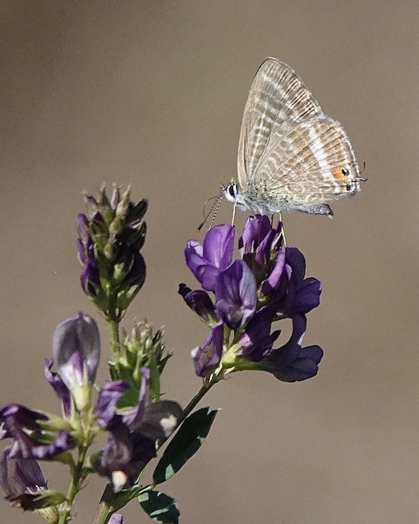long-tailed blue